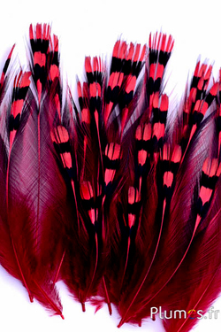 Gallo di Sonnerat - 1-3 cm, collo - rosso